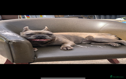 French Bulldog dogs for sale: French bulldog free to a good home  - Image 5