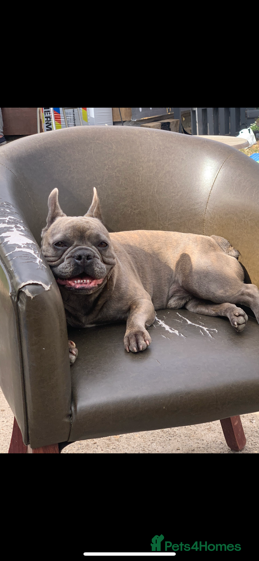 French Bulldog dogs for sale: French bulldog free to a good home  - Image 5