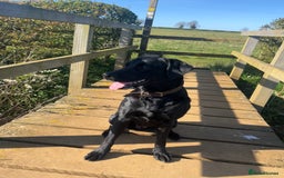 Labrador Retriever dogs for sale: Confirmed litter 15/10/25 - Image 3