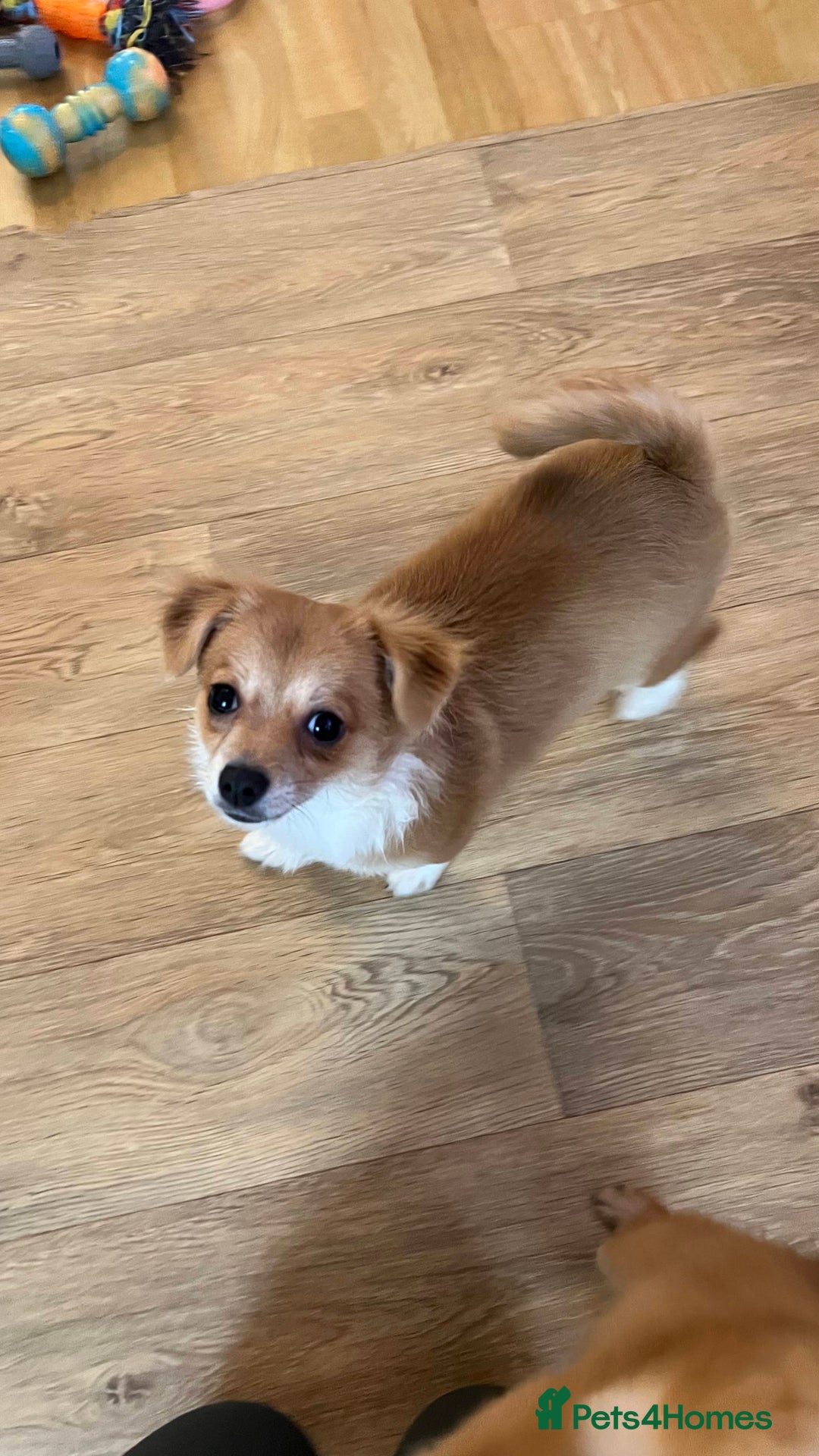 Pomchi dogs for sale: Pomchi's  - Advert 9