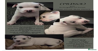 Staffordshire Bull Terrier dogs - Advert 7