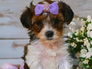 Yorkshire Terrier dogs Posh pupies😍 pure breed🐶🐶 - Advert 1