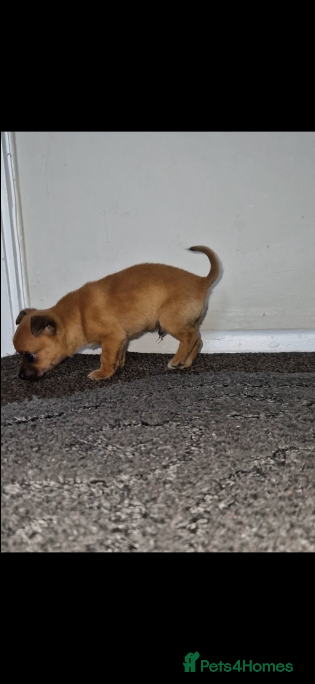 Mixed Breed dogs for sale: Adorable 9 weeks old male jackawawa puppy - Advert 14