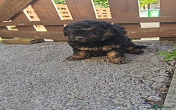 Cavapoo dogs for sale: Cavapoo puppie - Image 2