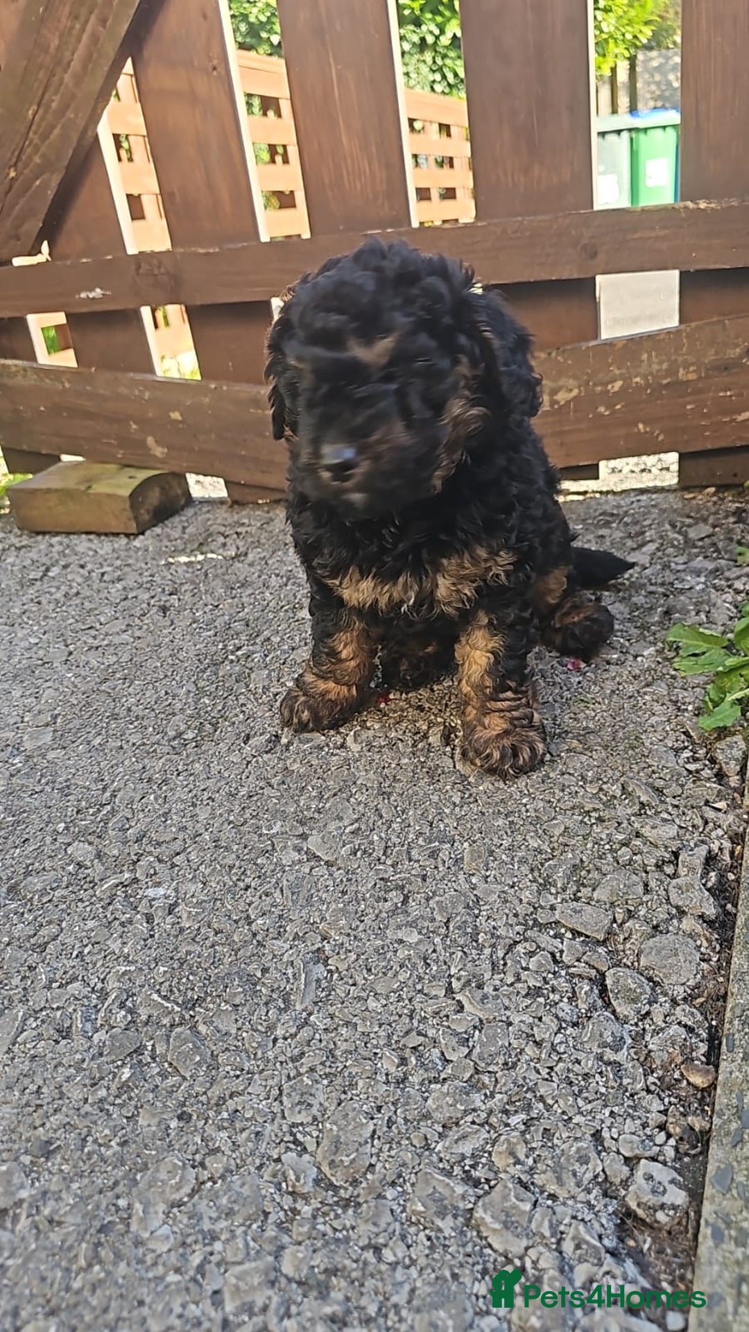 Cavapoo dogs for sale: Cavapoo puppie - Image 2