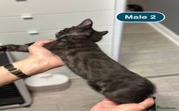 Bengal cats for sale: Gorgeous Bengal X Kittens!! - Image 19