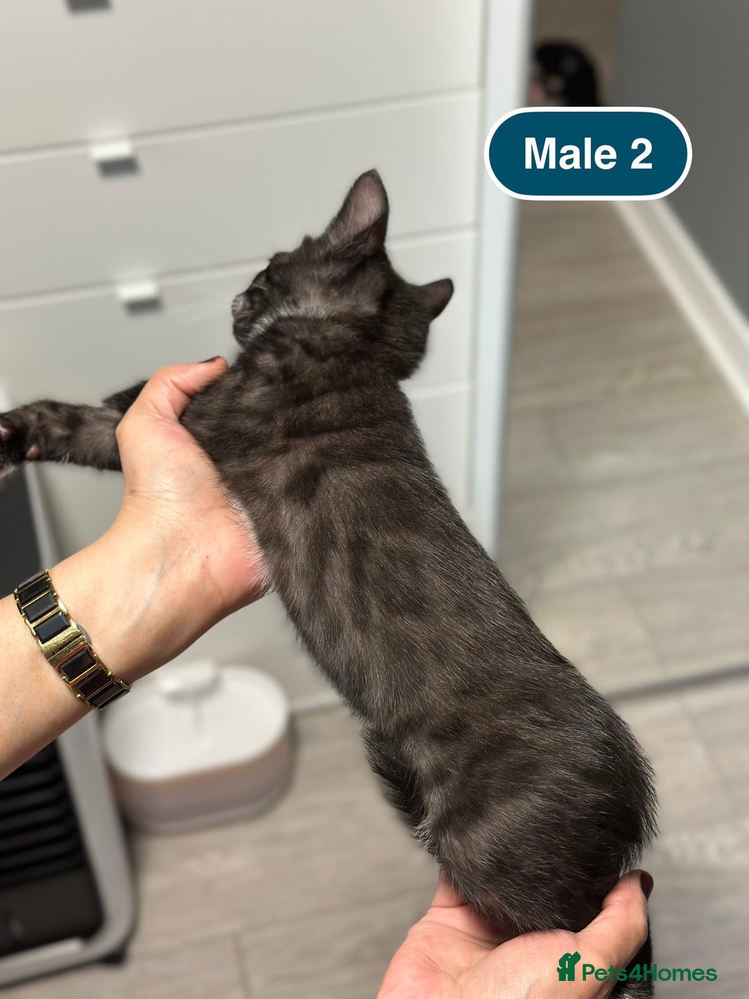 Bengal cats for sale: Gorgeous Bengal X Kittens!! - Image 19
