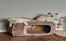 Ragdoll cats for sale: Beautiful Ragdoll Kitten  - Image 16