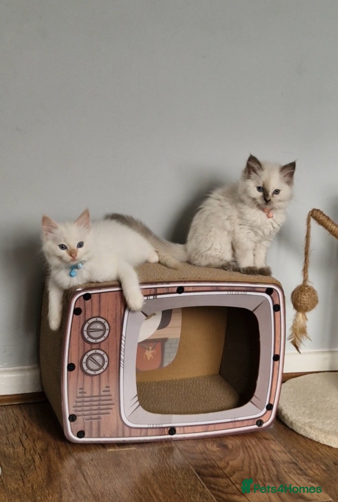 Ragdoll cats for sale: Beautiful Ragdoll Kitten  - Image 16