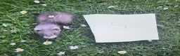 Ferret rodents for sale: Baby ferrets looking for forever homes🏡 - Advert 10