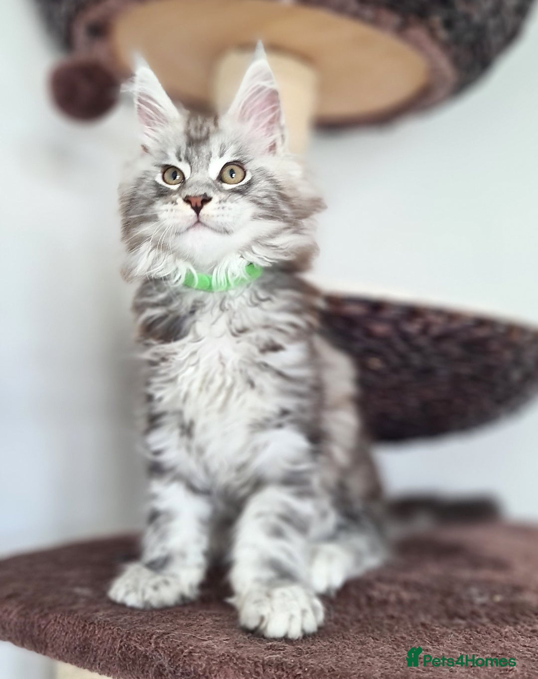Maine Coon cats for sale: PEDIGREE MAINE COON KITTENS 5 BOYS - Image 9