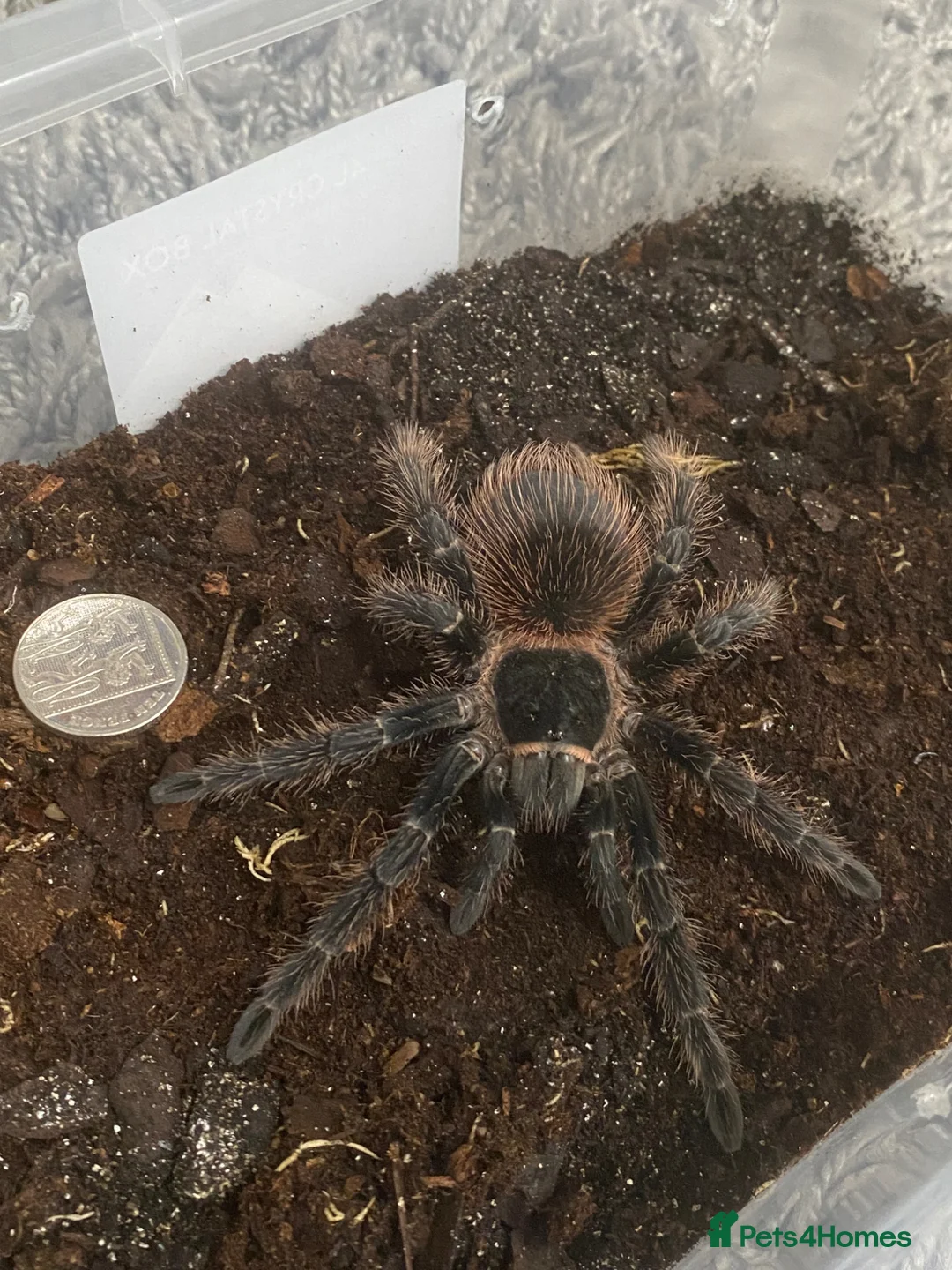 Tarantulas invertebrates for sale: Brazilian Pink salmon tarantulas  - Advert 6