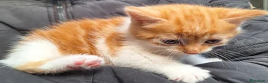 Mixed Breed Kitten 4