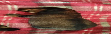 Miniature Dachshund 1