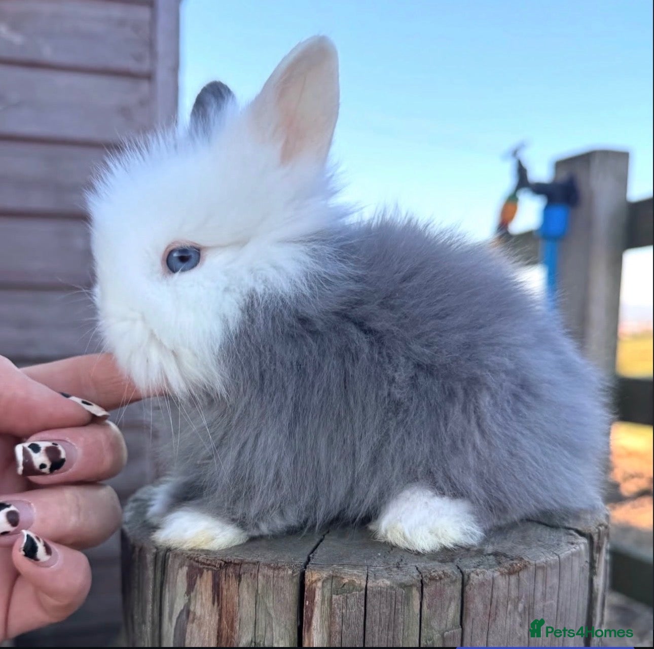 Lionhead rabbits Beautifully Bred Double Mane Lionhead Bunnies  - Advert 10