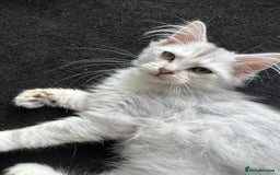 Siberian cats for sale: Adorable Siberian Kitten - Image 5