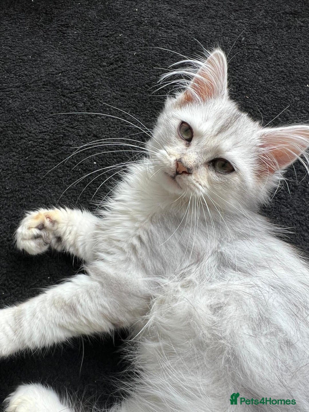 Siberian cats for sale: Adorable Siberian Kitten - Image 5