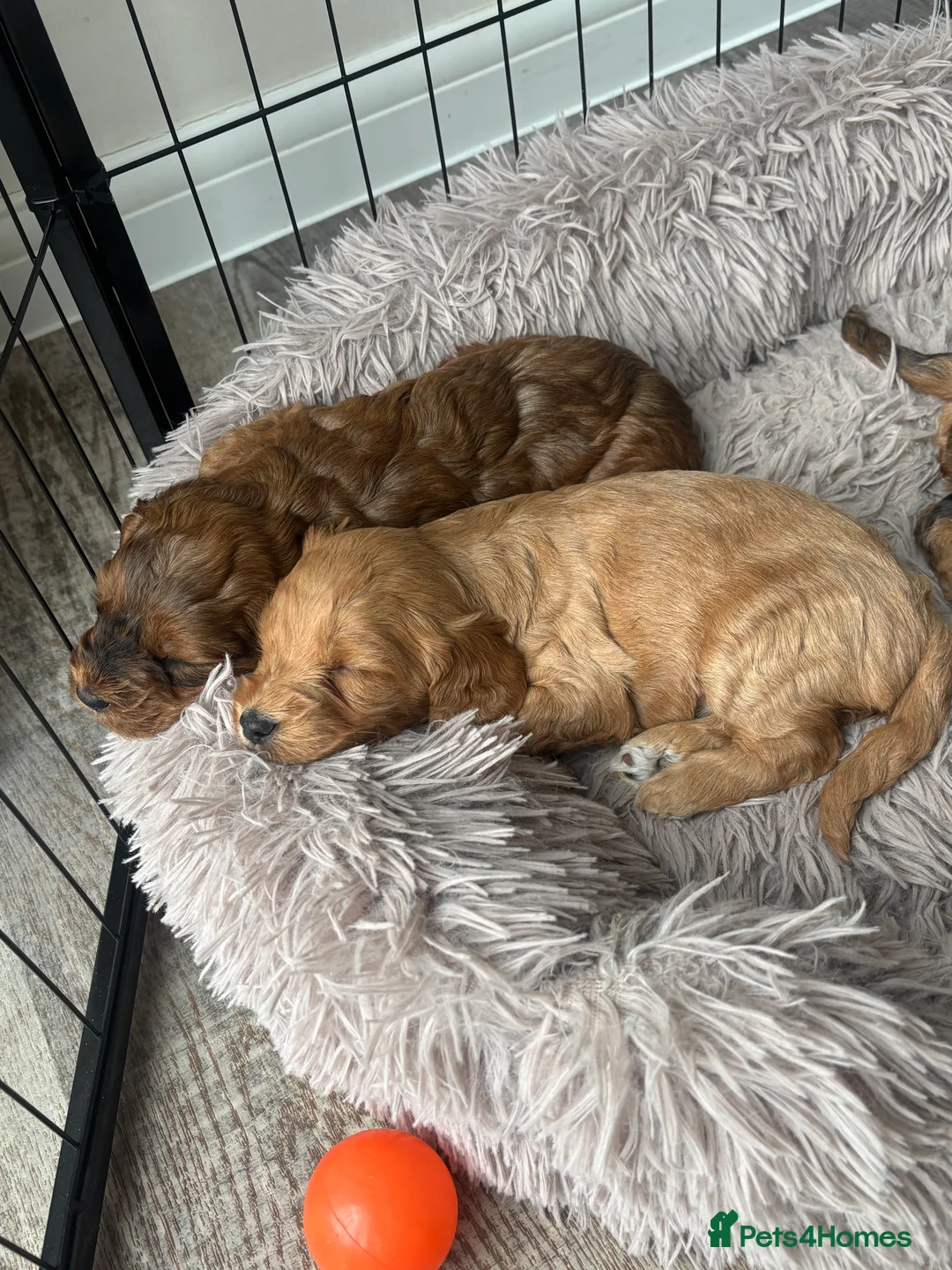 Cockapoo dogs for sale: Cockerpoo Puppies  - Advert 1