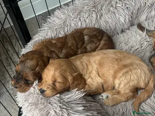 Cockapoo dogs Cockerpoo Puppies - Advert 1