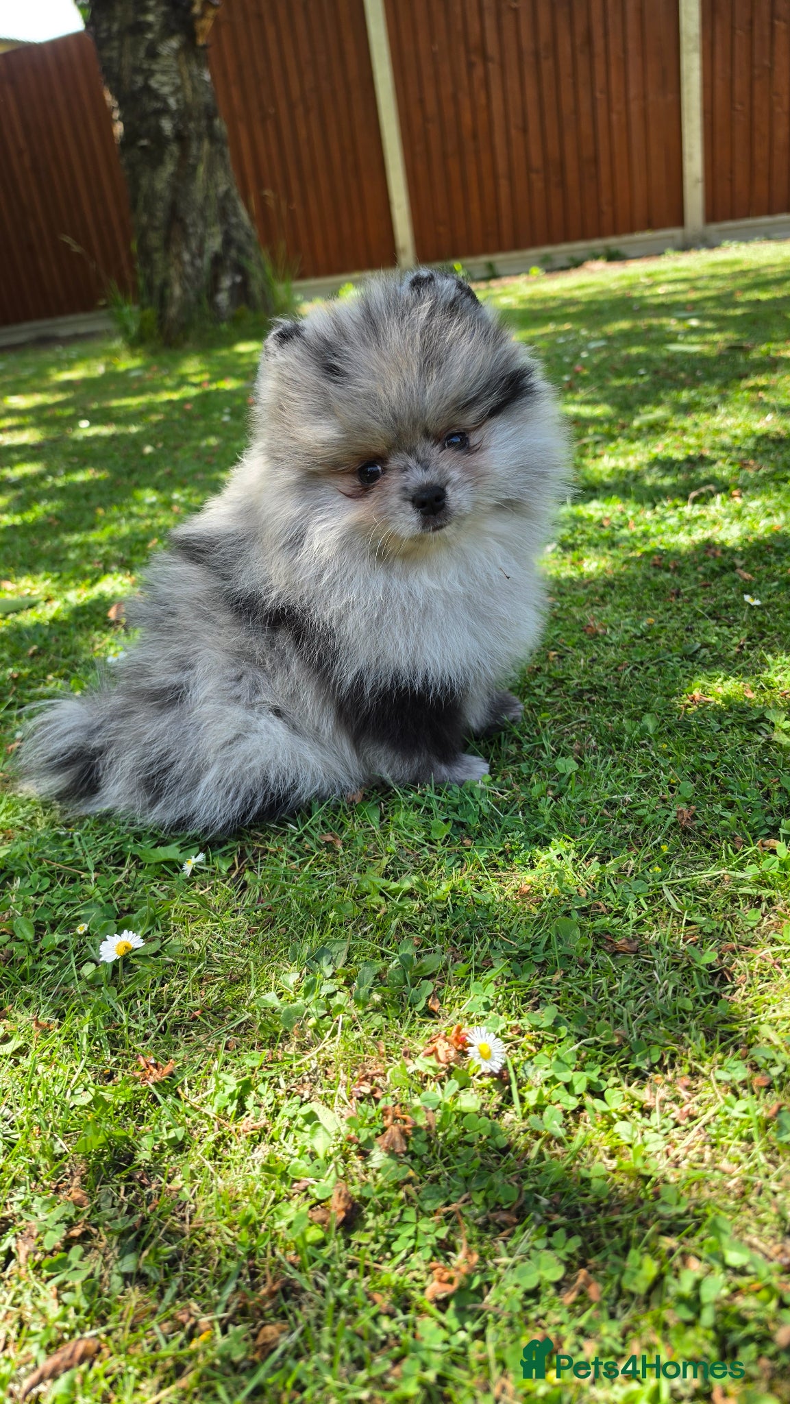 Pomeranian dogs for sale: Pomeranian puppies home raised  - Advert 10