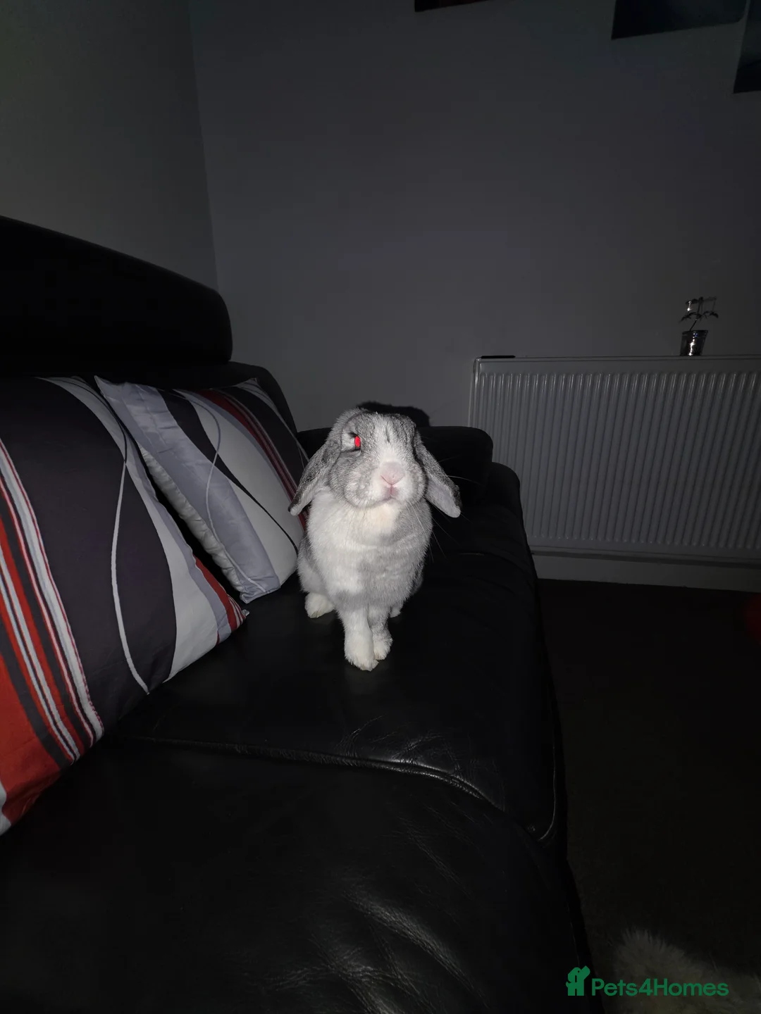 Mini Lop rabbits for sale: Miss Floppy - Advert 8