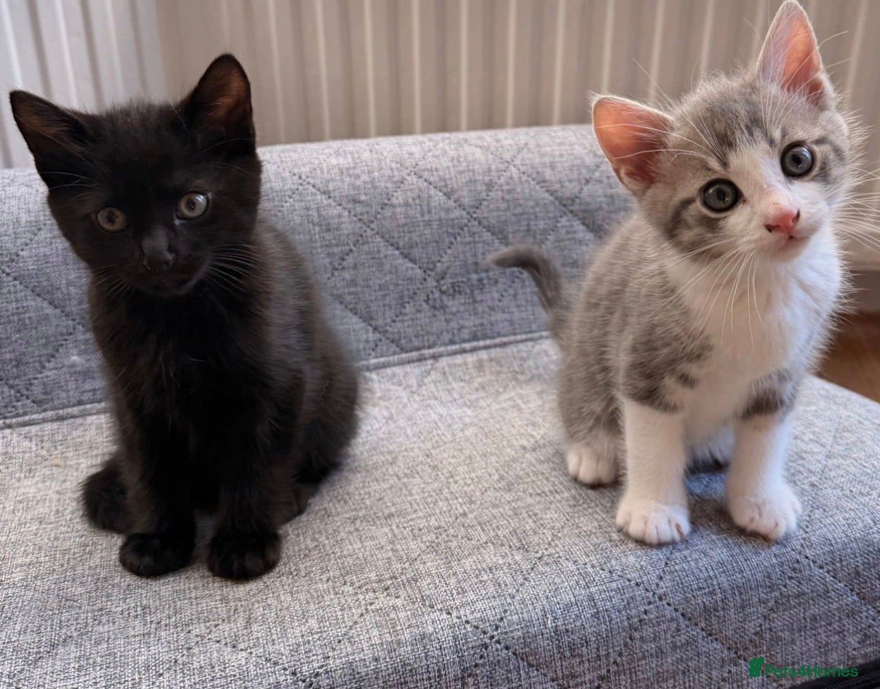 Mixed Breed cats Two Adorable Kittens Looking Their Forever Homes - Advert 6