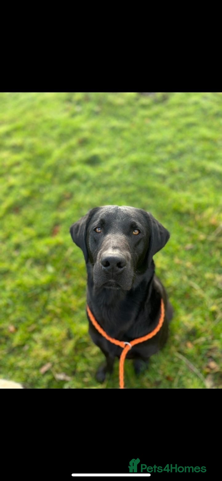 Labrador Retriever dogs Black Labrador for Stud  - Advert 1