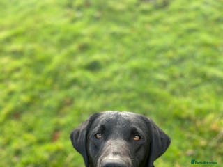 Labrador Retriever dogs Black Labrador for Stud - Advert 13