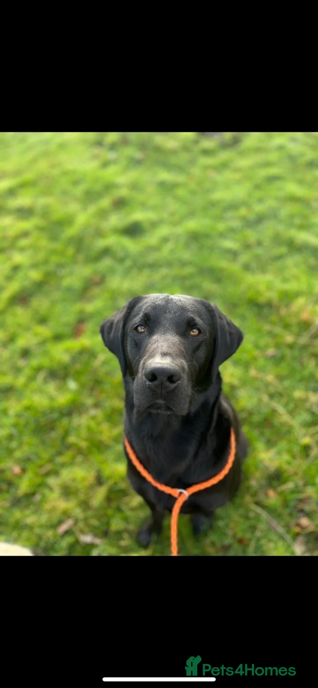 Labrador Retriever dogs for stud: Black Labrador for Stud  - Advert 1