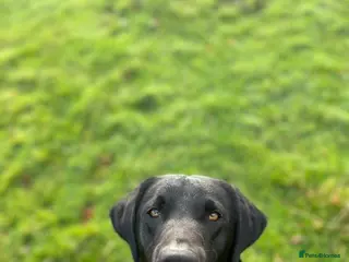 Labrador Retriever dogs Black Labrador for Stud - Advert 9