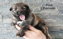 German Shepherd dogs for sale: German Shepherd Puppies - Image 10