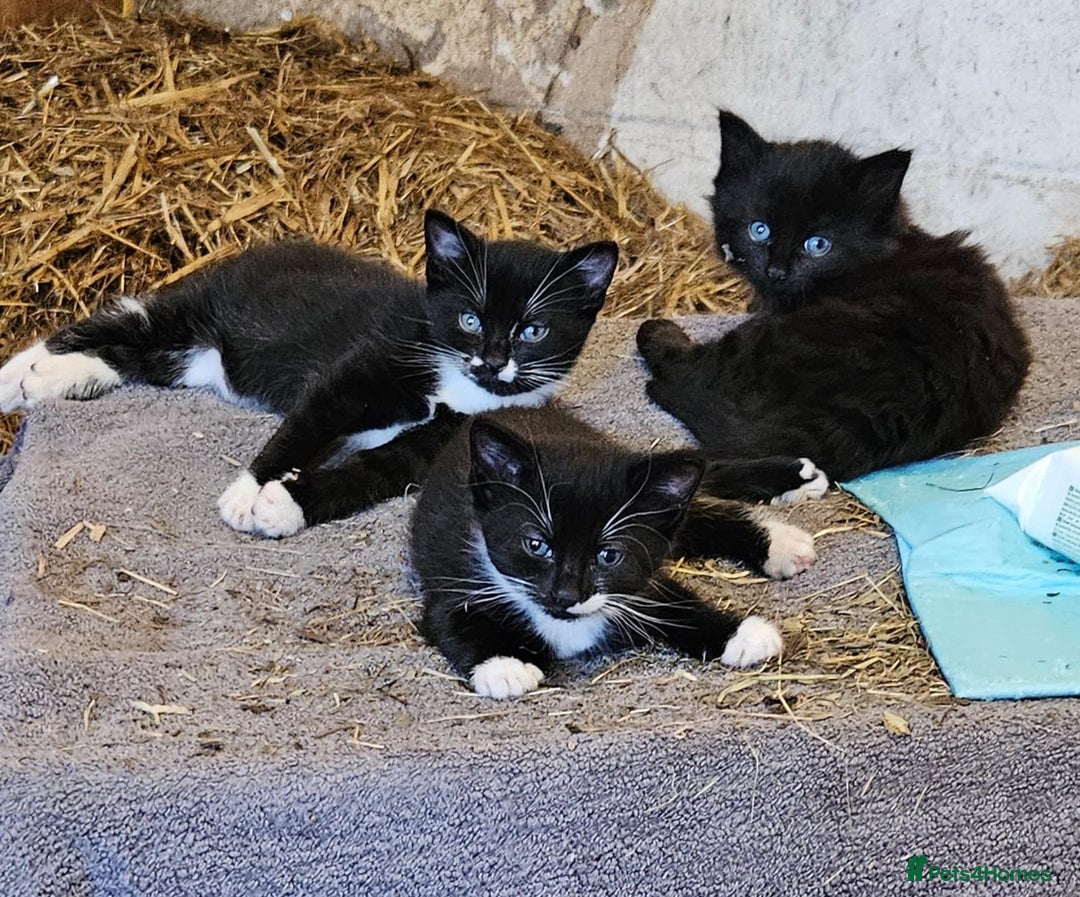 British Shorthair cats for sale: 2 kittens available  - Image 7