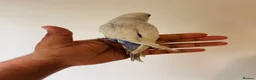 Budgerigars birds for sale: Hand reared budgies for sale  - Advert 10