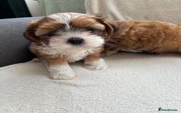 Mixed Breed dogs for sale: SHIH TZU Mix  - Image 4