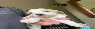 Cockapoo 6