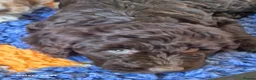 Cockapoo dogs for sale: F1 cockapoo puppys  in Durham - Advert 6