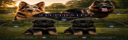 German Shepherd dogs for sale: 2 healthy straight back KC registered male GSP's  - Advert 1