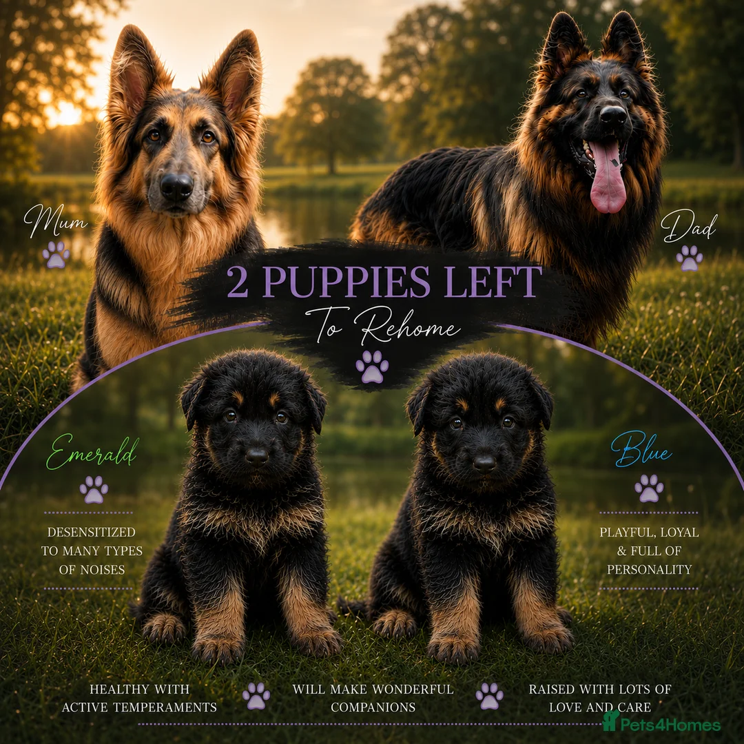 German Shepherd dogs for sale: 2 healthy straight back KC registered male GSP's  - Advert 1