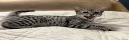 Egyptian Mau cats for sale: Adorable Silver Egyptian Mau Princess 💕 - Advert 8
