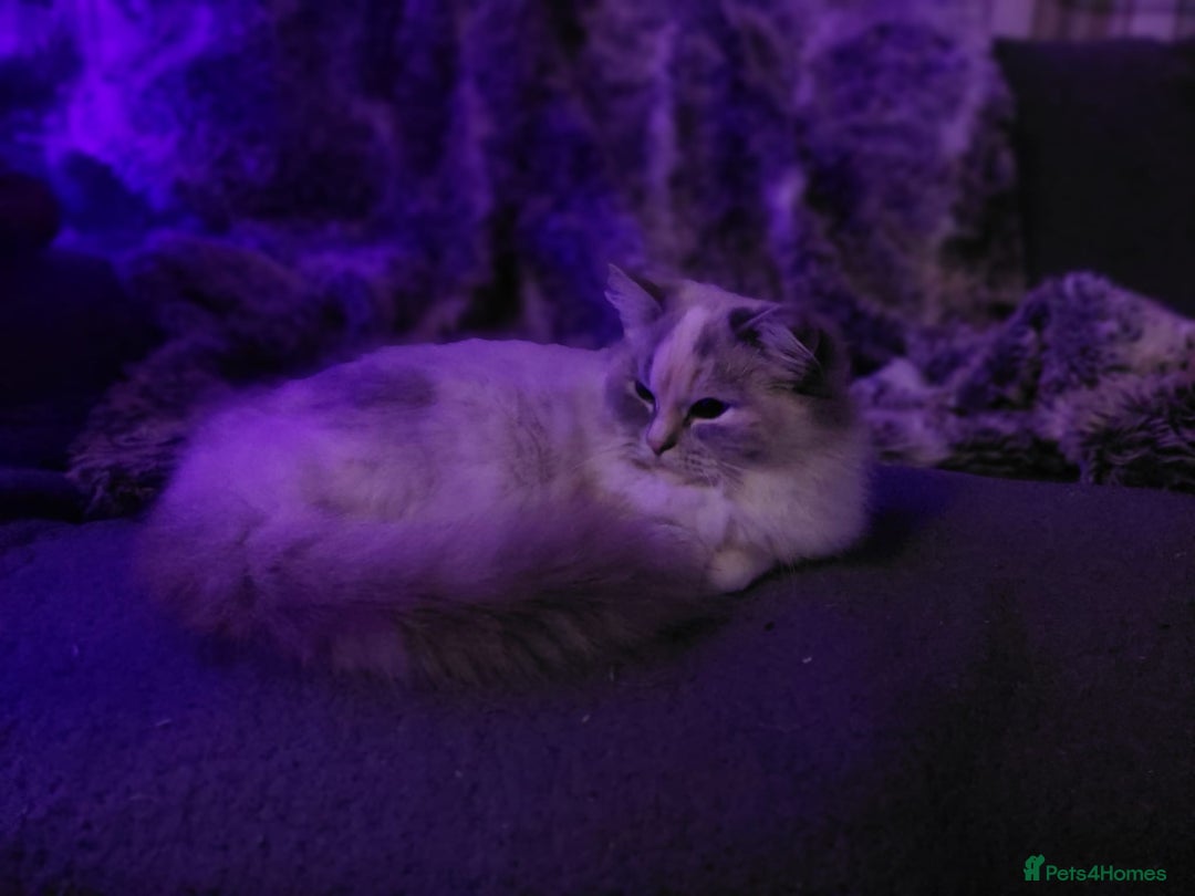 Ragdoll cats for sale: Beautiful Ragdoll - Advert 3