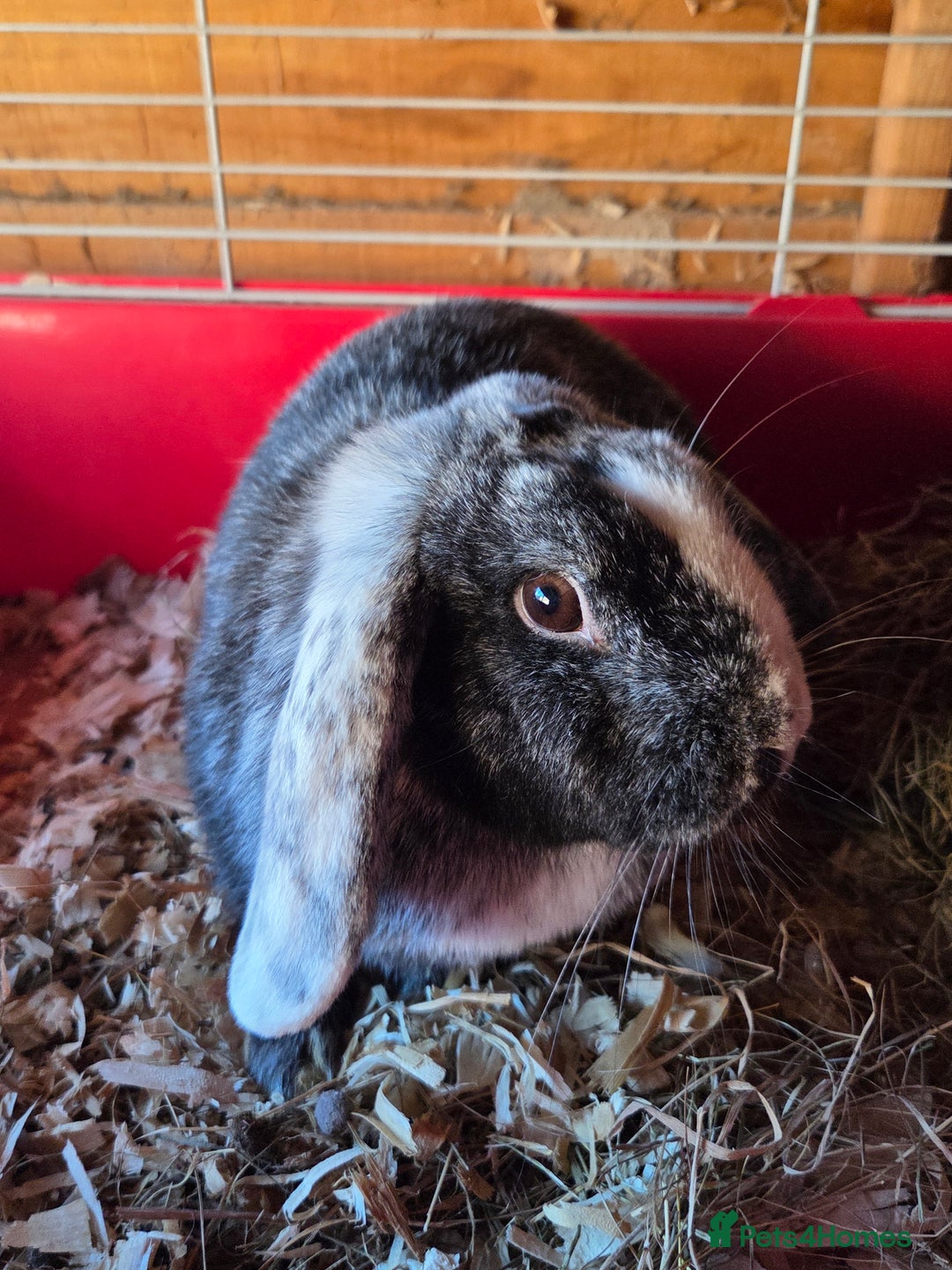 Mini Lop rabbits for sale: ♥️friendly mini lops FROM £30 ♥️ - Advert 10