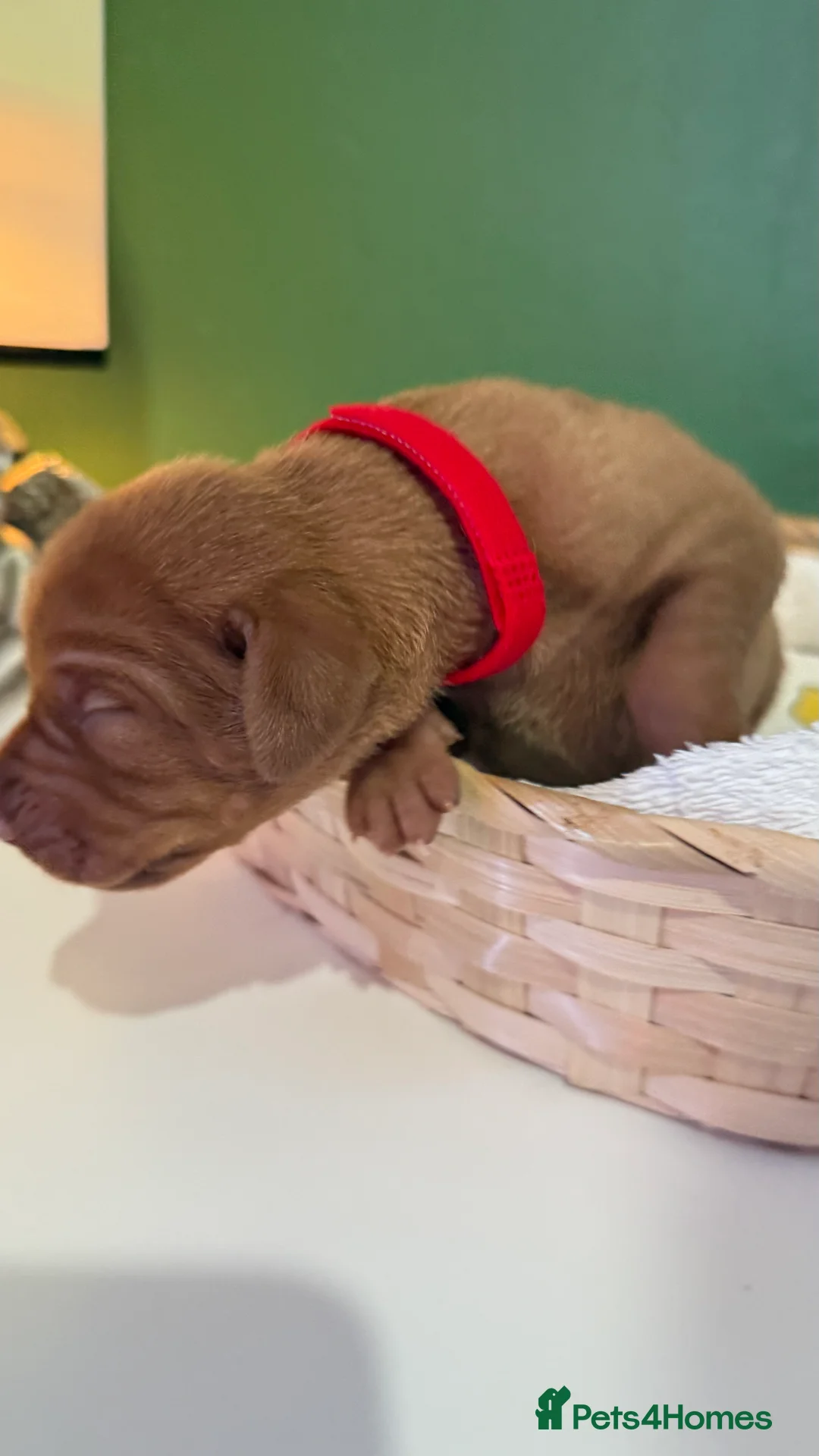 Hungarian Vizsla dogs for sale: Hungarian Vizslas from Licenced Breeder - Advert 4