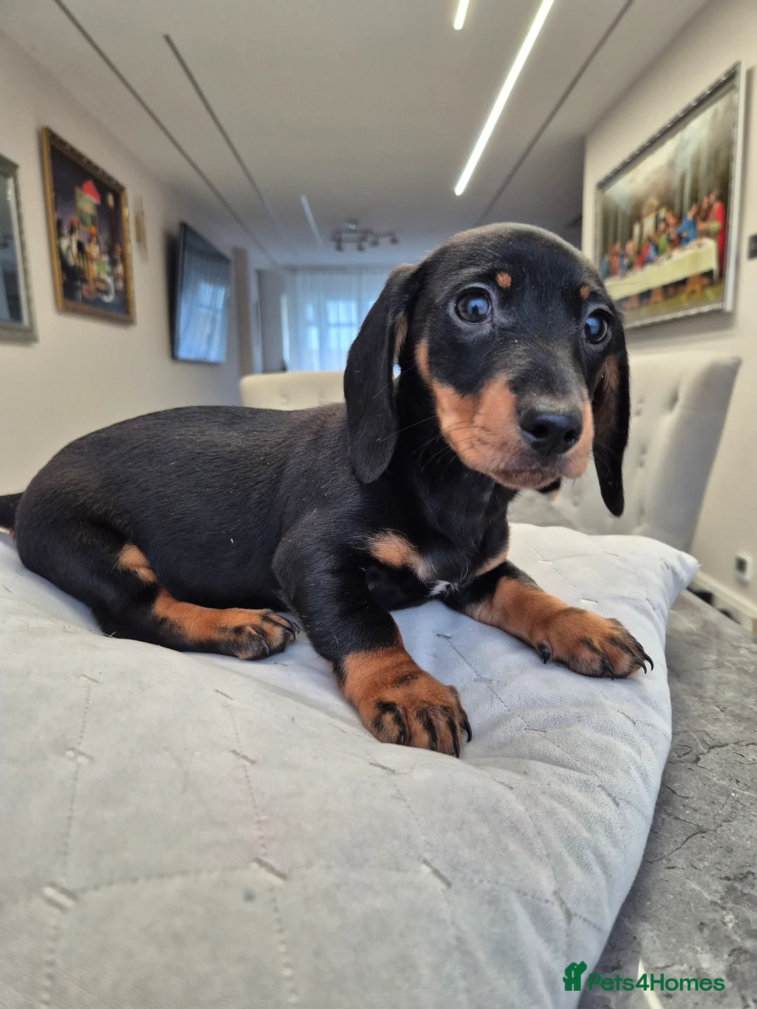 Dachshund dogs for sale: 💙 Miniature Dachshund Boy!💙 - Advert 19