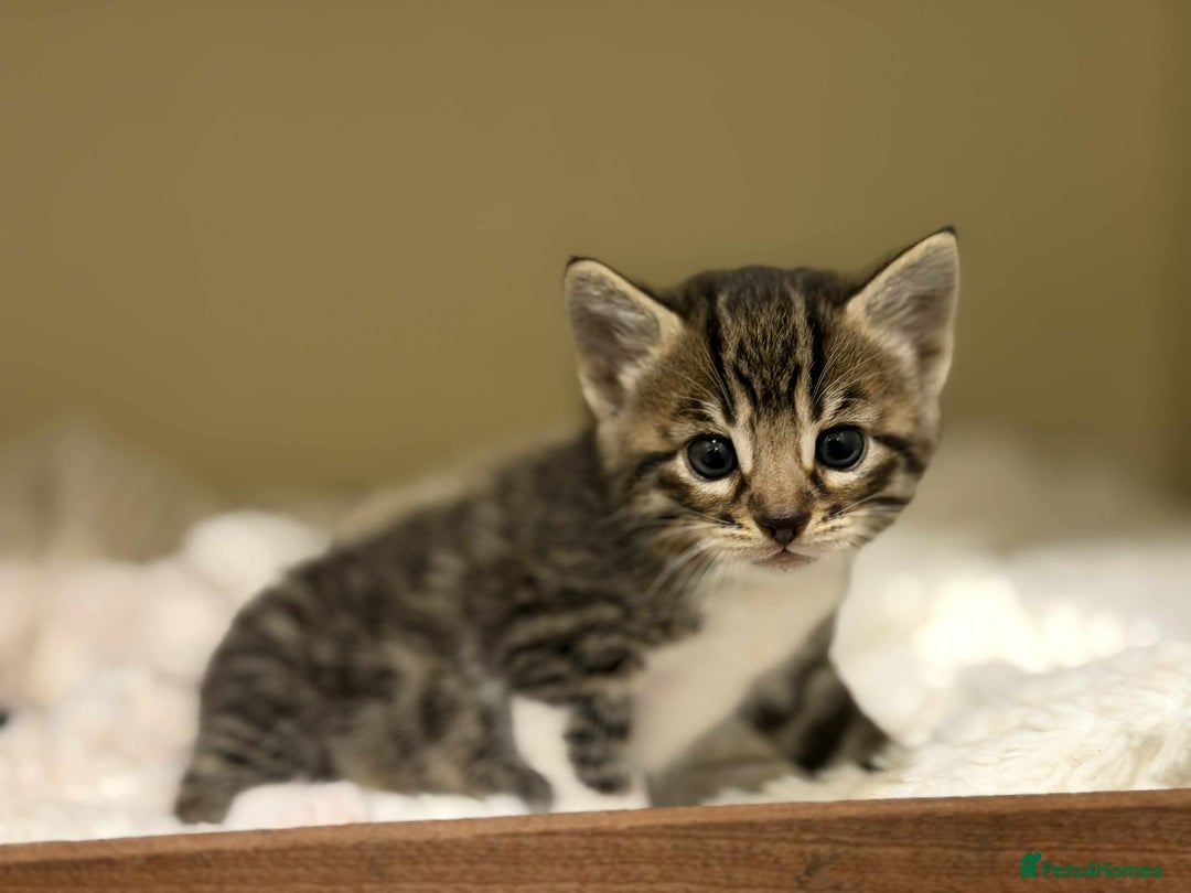 Mixed Breed cats for sale: Beautiful Half Bengal kittens - Advert 15