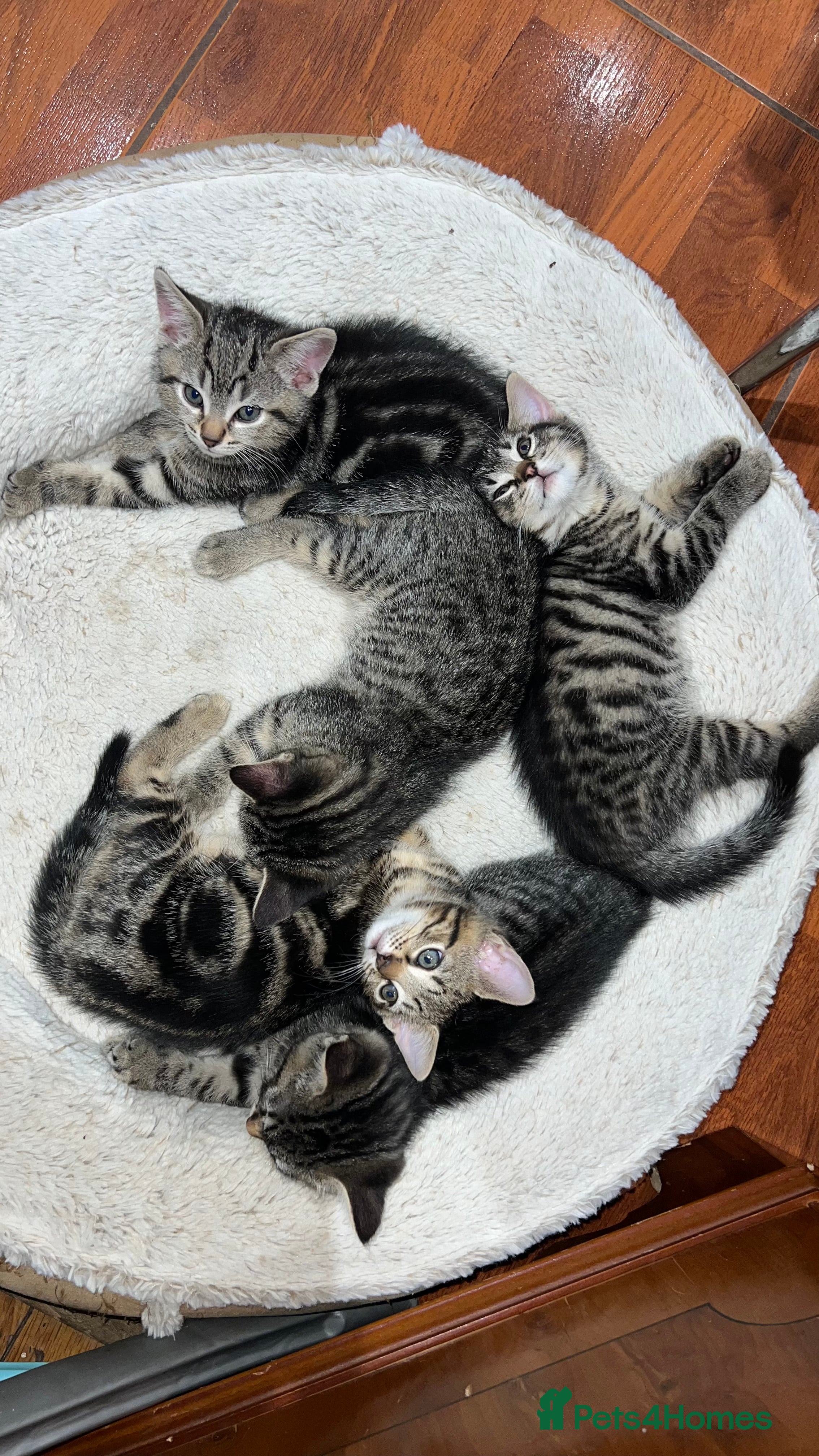 Mixed Breed cats Kittens - Advert 11