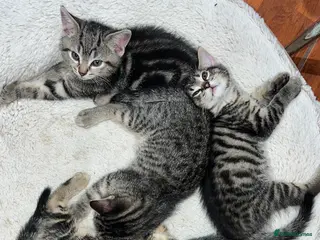 Mixed Breed cats Kittens - Advert 11