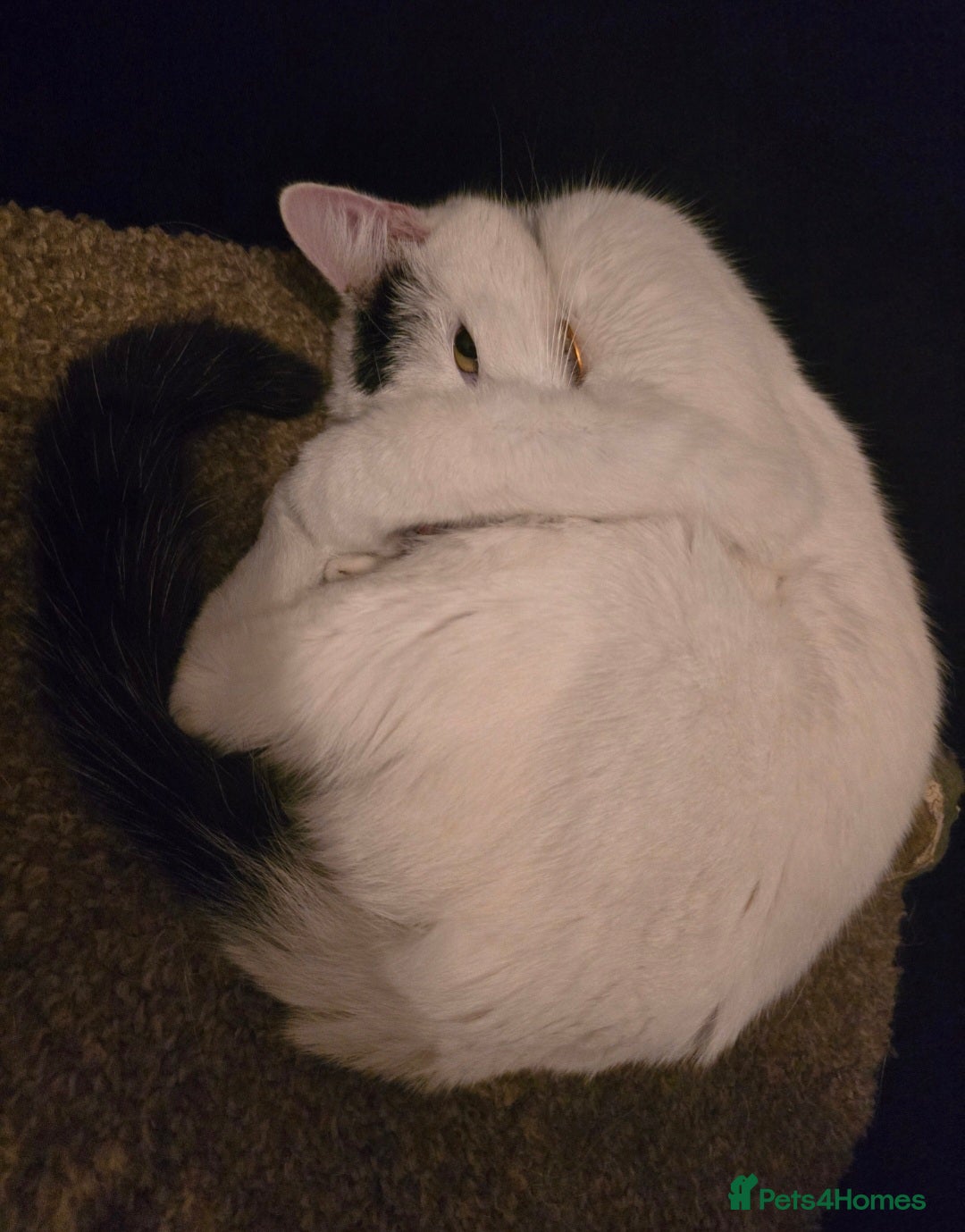 Mixed Breed cats for sale: Loki & Nova - Image 4