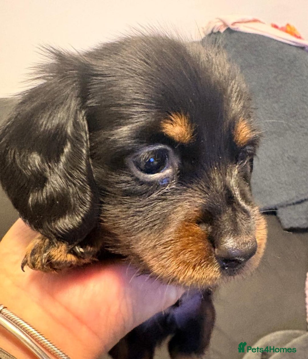 Miniature Dachshund dogs for sale: Miniature Dachshund smooth & dapple wire haired  - Advert 5