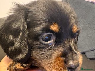 Miniature Dachshund dogs READY to GO Mini Dachshund smooth & Dapple Fluffy - Advert 10