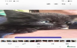 Domestic Shorthair cats for sale: 3 Black Kittens for sale (boy sold) - Image 13